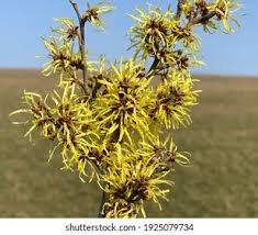 Attēlu rezultāti vaicājumam “Hamamelis japonica”