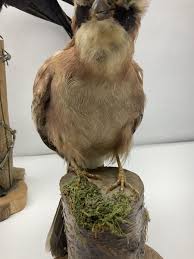 Attēlu rezultāti vaicājumam “Garrulus glandarius adult”