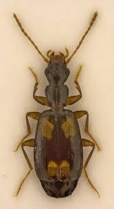 Attēlu rezultāti vaicājumam “Calodromius spilotus”