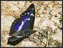 Attēlu rezultāti vaicājumam “Apatura iris underside”