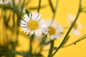 Attēlu rezultāti vaicājumam “Erigeron annuus flower”