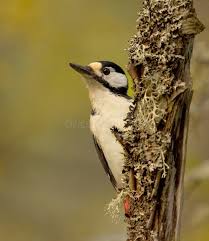 Attēlu rezultāti vaicājumam “Dendrocopos major female”