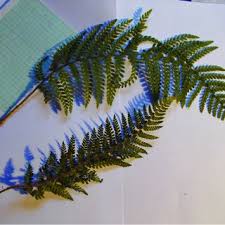 Attēlu rezultāti vaicājumam “Parmelia submontana”