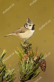 Attēlu rezultāti vaicājumam “Lophophanes cristatus adult”