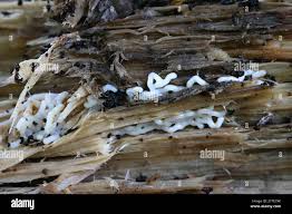 Attēlu rezultāti vaicājumam “Hemitrichia serpula”