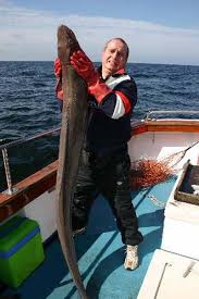 Image result for British Conger Club