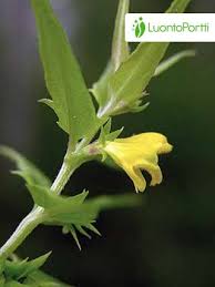 Attēlu rezultāti vaicājumam “Melampyrum pratense bud”