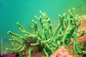 Attēlu rezultāti vaicājumam “Spongilla lacustris”