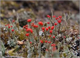 Attēlu rezultāti vaicājumam “Cladonia floerkeana”