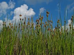 Attēlu rezultāti vaicājumam “Rhynchospora fusca”