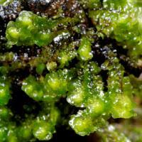 Attēlu rezultāti vaicājumam “Scapania undulata”