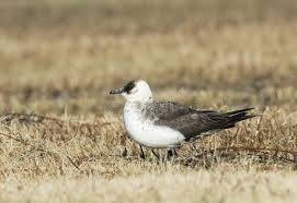 Attēlu rezultāti vaicājumam “Stercorarius parasiticus adult”