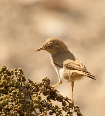 Image result for Sylvia nana