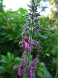 Attēlu rezultāti vaicājumam “Stachys sylvatica leaf”