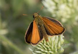 Attēlu rezultāti vaicājumam “Thymelicus sylvestris”