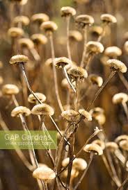 Image result for Telekia speciosa