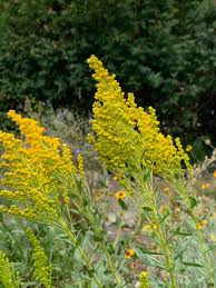 Attēlu rezultāti vaicājumam “Solidago canadensis fruit”