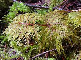 Attēlu rezultāti vaicājumam “Hylocomium splendens sporophyte”