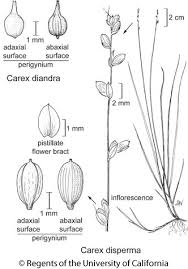 Attēlu rezultāti vaicājumam “Carex disperma”