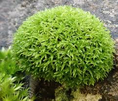 Attēlu rezultāti vaicājumam “Barbula”