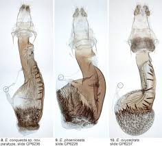 Attēlu rezultāti vaicājumam “Eupithecia icterata female”