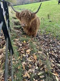 Image result for Poloc Cricket Club