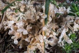 Attēlu rezultāti vaicājumam “Sebacina incrustans”