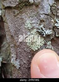 Attēlu rezultāti vaicājumam “Parmeliopsis ambigua”