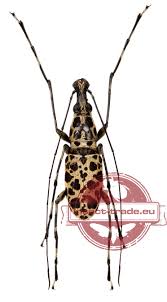 Attēlu rezultāti vaicājumam “Anthribidae”