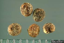 Attēlu rezultāti vaicājumam “Galium aparine fruit”