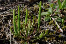 Attēlu rezultāti vaicājumam “Myosurus minimus”