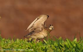 Image result for Numenius minutus