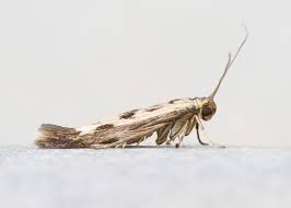 Attēlu rezultāti vaicājumam “Scythris limbella”