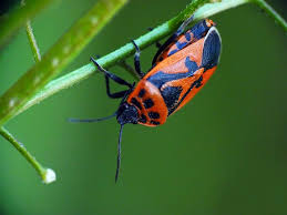 Attēlu rezultāti vaicājumam “Eurydema dominulus”