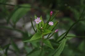 Attēlu rezultāti vaicājumam “Epilobium montanum flower”