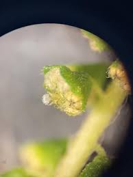 Attēlu rezultāti vaicājumam “Ambrosia artemisiifolia bud”