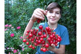 Afbeeldingsresultaat voor rose quartz tomato