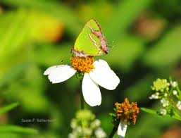 Attēlu rezultāti vaicājumam “Comatricha fragilis stalked”