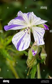 Attēlu rezultāti vaicājumam “Geranium pratense bud”