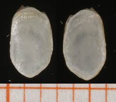 Attēlu rezultāti vaicājumam “Malacolimax tenellus”