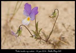 Attēlu rezultāti vaicājumam “Viola tricolor subsp. curtisii bud”