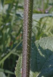 Attēlu rezultāti vaicājumam “Stachys palustris fruit”
