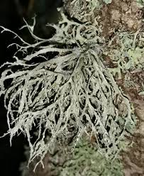 Attēlu rezultāti vaicājumam “Ramalina farinacea”