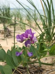 Attēlu rezultāti vaicājumam “Lathyrus japonicus subsp. maritimus flower”