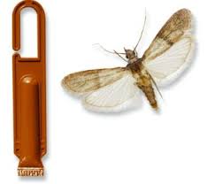 Attēlu rezultāti vaicājumam “Plodia interpunctella”