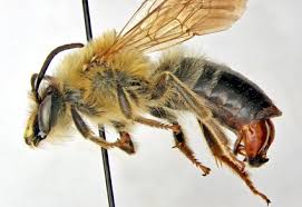 Attēlu rezultāti vaicājumam “Andrena”
