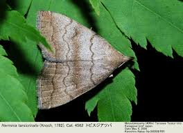 Attēlu rezultāti vaicājumam “Herminia tarsicrinalis”