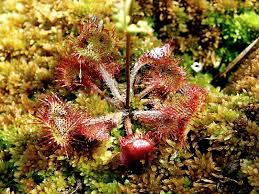 Attēlu rezultāti vaicājumam “Drosera rotundifolia”