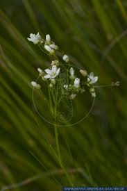 Attēlu rezultāti vaicājumam “Arenaria procera”