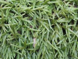 Attēlu rezultāti vaicājumam “Eurhynchiastrum pulchellum”